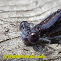 /home//u458753944/public_html/sourcegallery////Insects and small critters/dragonflies and damselflies/P8110050.JPG